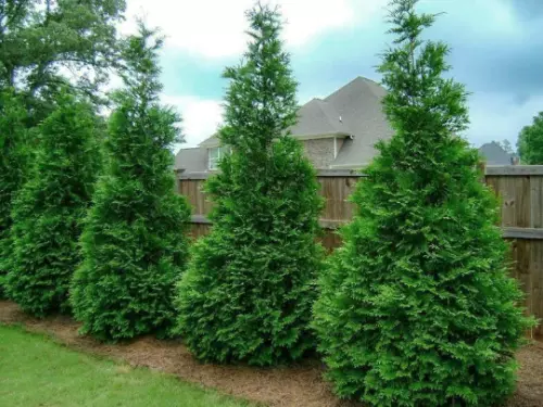 25 Murray Cypress Trees 2.5&quot; Pot - Fast Growing &amp; Easy to Maintain - $193.09