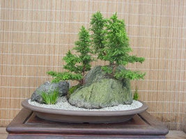 CRYPTOMERIA YOSHINO Japanese Cedar qt pot image 5