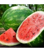 MX Premium Crimson Sweet Watermelon Most Popular Variety In The World Bu... - $10.09