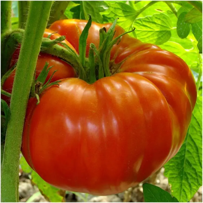 SKMO Beefsteak Tomato Vegetable Heirloom 100 Seeds Indoor Gardening - $9.60