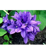 PowerOn 50+ Campanula Blue Canterbury Bells Perennial Flower Seeds - £5.85 GBP