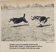 1958 Magazine Photo Most Popular Hounds Pair of Beagles Rabbit Producers - £8.15 GBP