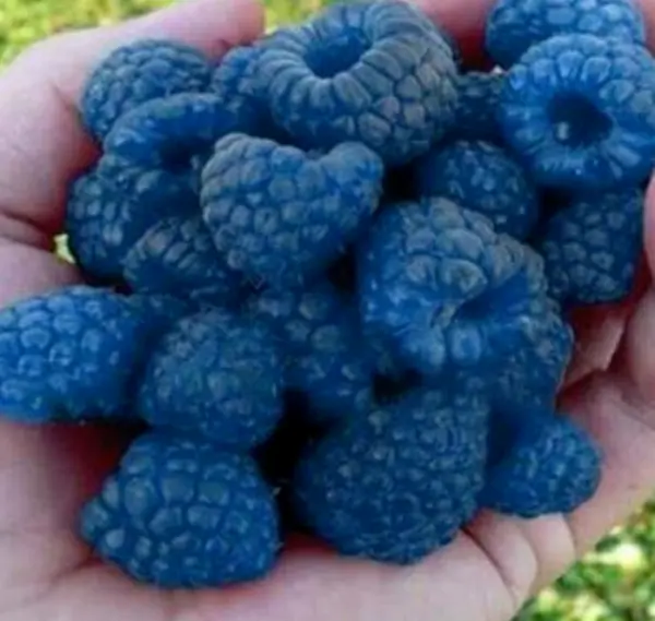 50+ Blue Raspberry Bush Seeds Sweet Edible Berry Fruits, In Fresh Garden - £6.96 GBP
