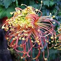 SL Japan Spider Chrysanthemums Flowers Seeds, Professional Pack, 100 Seeds / Pac - £9.63 GBP