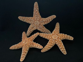 Sugar Starfish Seashells (Set of 3) Beach Wedding Decor Craft Projects 1-2&quot; - $150.16 MXN