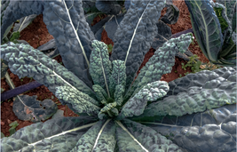 LACINATO (200 - 3200) Seeds Dinosaur KALE Black Tuscany Nero di Toscana forage - £1.45 GBP+