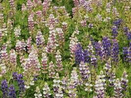 SHIP FROM US 900 Lupine Dwarf Pixie Delight Seeds, ZG09 - $28.48