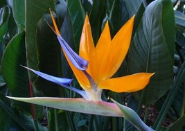 Bird of paradise flower seeds Strelitzia reginae crane isigude graines s... - $7.38+