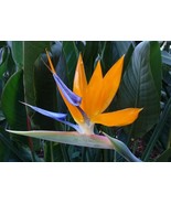 Bird of paradise flower seeds Strelitzia reginae crane isigude graines s... - $10.12 CAD+