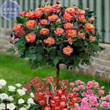 New Fresh Huo Yan Orange Golden Double Rose Tree 50 Seeds Pack Compact Big Flowe - $3.72