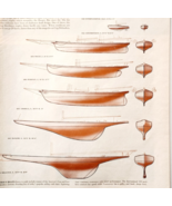 1954 America&#39;s Cup Boat Shape Evolution Yachting Life Magazine Page DWJJ13 - $570.94 MXN