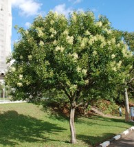 Glossy Privet {Ligustrum Lucidum}10 Pre-Stratified Seeds  - £7.90 GBP