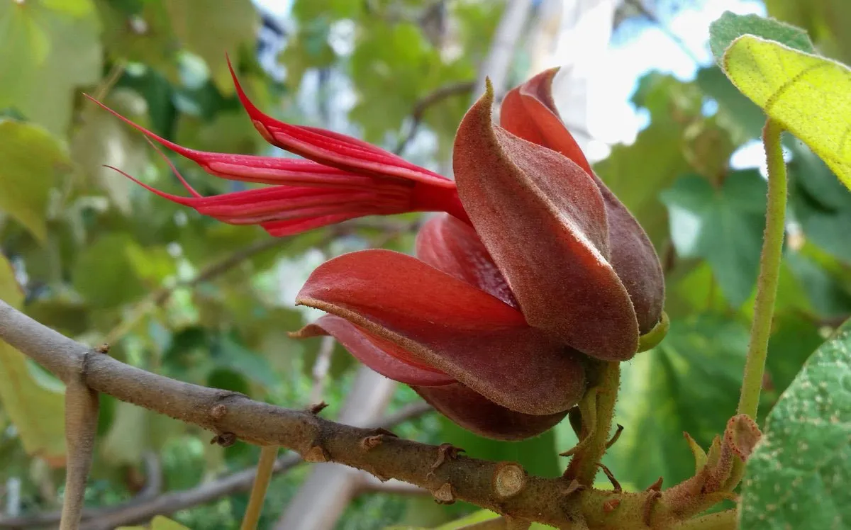 Chiranthodendron pentadactylon Devils Hand Tree 10 high germination Seed - $16.74