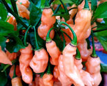 25 Seeds Habanero Peach Pepper Vegetables Garden - $9.71