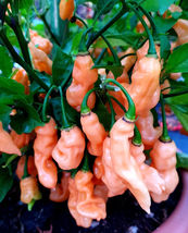 25 Seeds Habanero Peach Pepper Vegetables Garden - £7.64 GBP