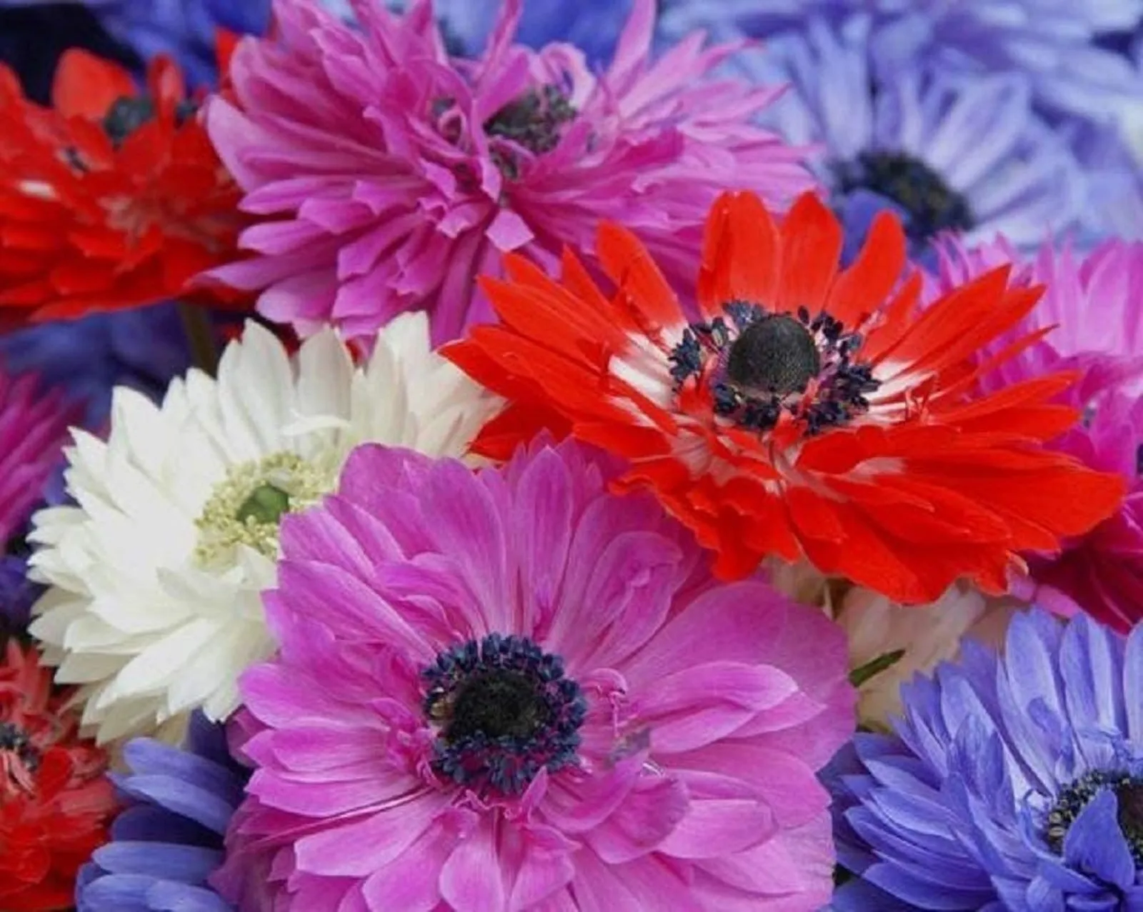 9 Mixed Anemone Flower Bulbs-A Variety of Pretty Colors with Semi-Double... - £22.12 GBP