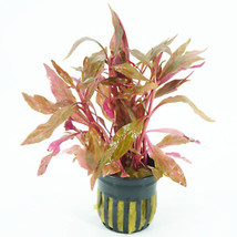 SEPTH Rosanervig Alternanthera Reineckii Potted Live Aquarium Plants Fresh Decor - £13.06 GBP