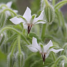 White Borage Bianca Starflower Tailwort Fresh Fast Shipping - $3.78