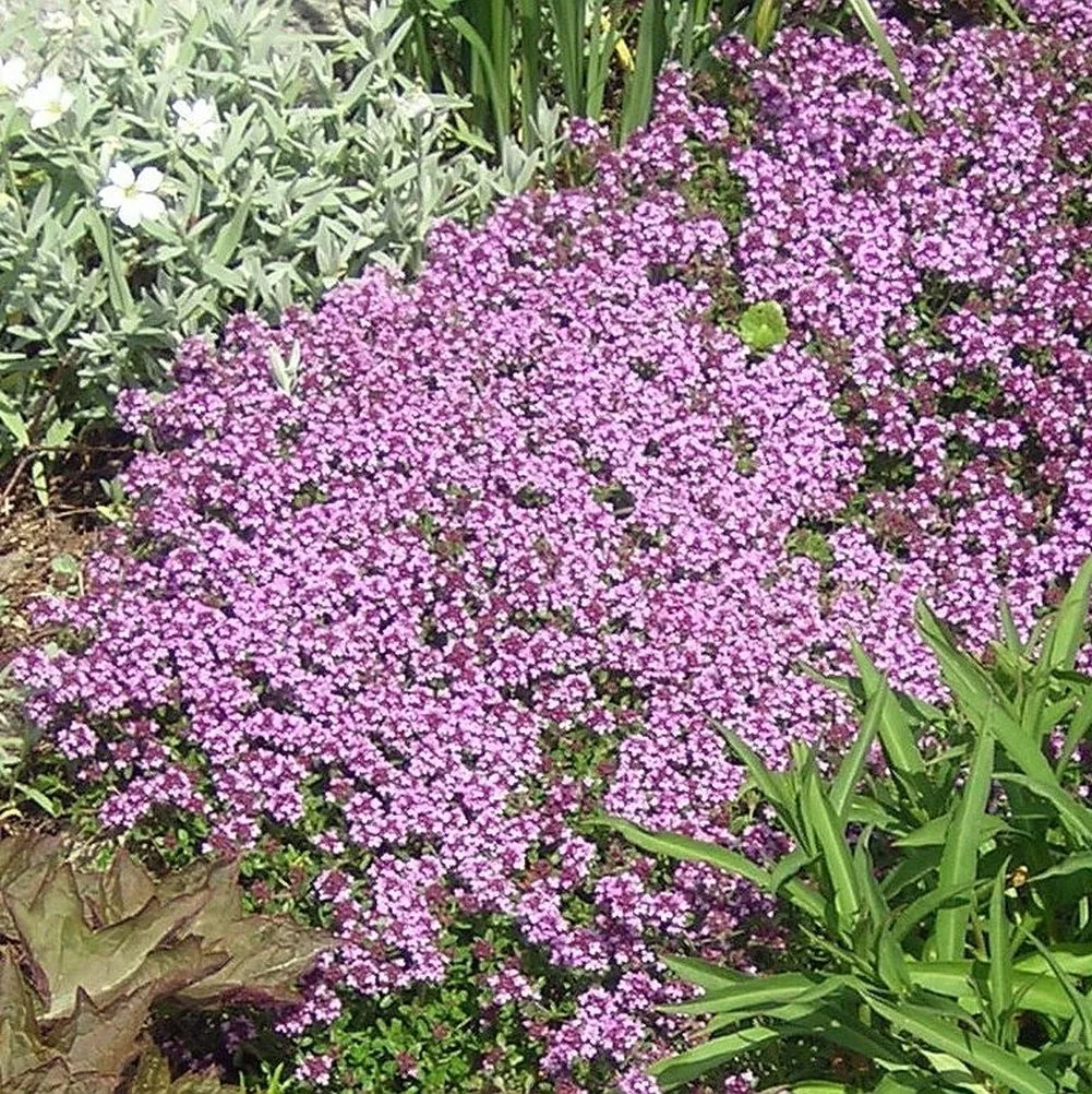 SKMO Dwarf Creeping Thyme Thymus Serpyllum Vegetable 3500 Seeds Indoor G... - $9.60