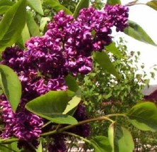 25 Dark Purple Lilac Seeds Tree Fragrant Hardy - £7.99 GBP