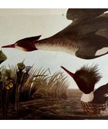 Red Breasted Merganser Bird 1946 Color Art Print John James Audubon Natu... - $570.01 MXN