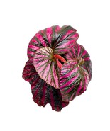 Begonia brevirimosa Red and Black Angel Wing Cane Begonia 6 inch Premium Hybrid - £29.23 GBP