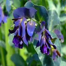 20 Cerinthe Major Blue Shrimp Pride Of Gibralter Blue Flower Seeds Garden Fresh  - $9.98