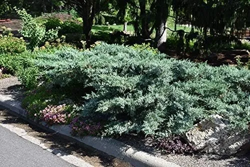 Blue Pfitzer Juniper 10 Live Plants Juniperus Chinensis Drought - $67.97