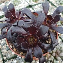 Live Plant Aeonium atropurpureum Black Rose Cactus Cacti Succulent Real  - £44.37 GBP