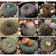 10 Pcs Frailea Mix Fresh See Ds Rare Cactus Fresh Seeds - £4.78 GBP