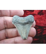 (S241-34) 1-7/8&quot; wicked Fossil MEGALODON Shark Tooth Teeth JEWELRY love ... - €41,02 EUR