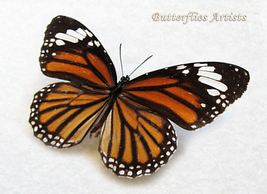 Striped Tiger Monarch Danaus Genutia Real Butterfly Framed Entomology Shadowbox - £38.32 GBP