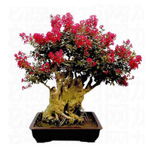 10 Packs 40 Seeds Red Bonsai Crape Myrtle Seeds Perennial Bush Shrub Fresh Garde - $18.35