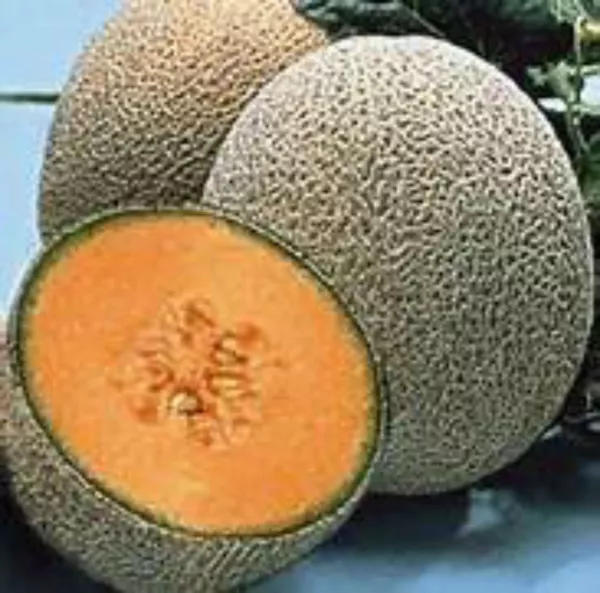 USA Seller FreshHale&#39;S Best Jumbo Cantaloupe Seeds Sweet - £10.18 GBP