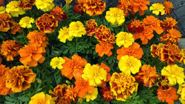 Marigold Sparky Flower Seeds Gardening Beautiful USA SHIPPING - $21.98