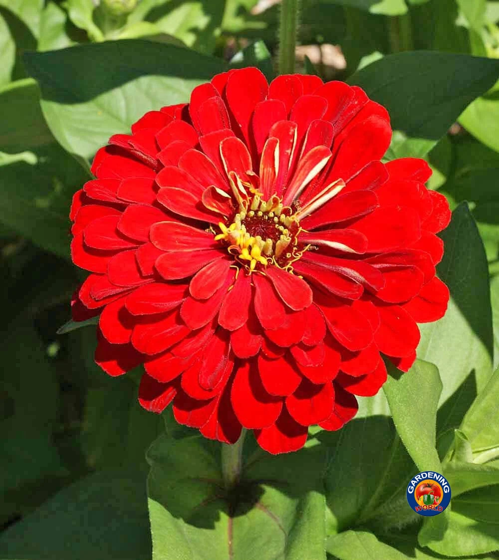 75 Zinnia Cherry Queen Flower Seeds Zinnia Elegans - $9.29