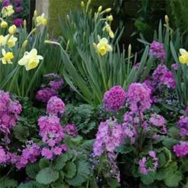 Primrose Fairy (Primula Malacoides) Lavender 50 Seeds Fresh Garden - £5.25 GBP