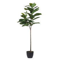 5ft Fiddle Leaf Fig Tree In Pot - £115.53 GBP