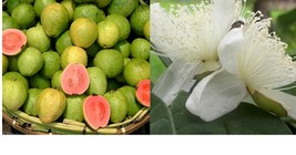40 Pink Guava Seeds Psidium guajava Gardening Home Garden - £22.37 GBP