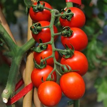 &#39;Waterfall&#39; Tomato for Strong Yields, 5 Bags (100 Seeds / Bag) D - £16.07 GBP