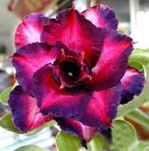 4 Dbl Dark Purple Pink Desert Rose Seeds Adenium Flower Perennial Seed 6... - $8.35