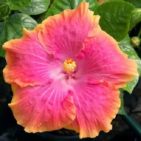 New Fresh 20 Yellow Pink Hibiscus Seeds Flowers Flower Seed Bloom - £10.63 GBP