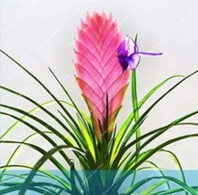 50 Seeds Air Tillandsia Tillandsia Ionantha Soilless Seeds Pink Flowers Fresh Ga - £7.97 GBP