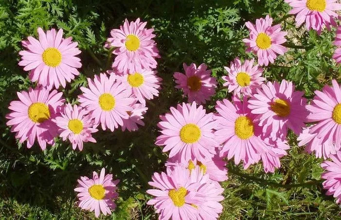 Seeds USA Seller 200 Pink Painted Daisy Seeds Planting - $10.96