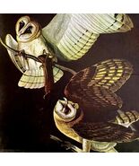 Barn Owl 1950 Lithograph Art Print Audubon Bird First Edition DWU14D - $545.74 MXN