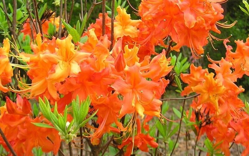 Deciduous Rooted Plant FRONTIER GOLD Aromi Azalea Rhododendron Hybrid DORMANT - $69.98