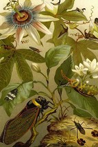 Passion flower with Insects - $373.07 MXN