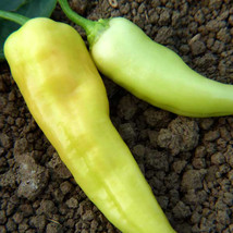 SHIP FROM US 500 mg ~60 Seeds - Sweet Banana Pepper Seeds - Non-GMO, TM11 - £13.10 GBP