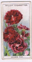 Wills Cigarette Card Garden Flowers #12 Chinese Pink - £0.76 GBP