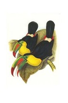 Rainbow or Keel Billed Toucan by John Gould - Art Print - £17.25 GBP+